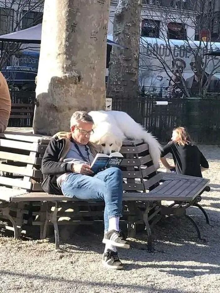 "While All The Other Dogs In The Park Were Playing Around, He Read A Book With His Human"