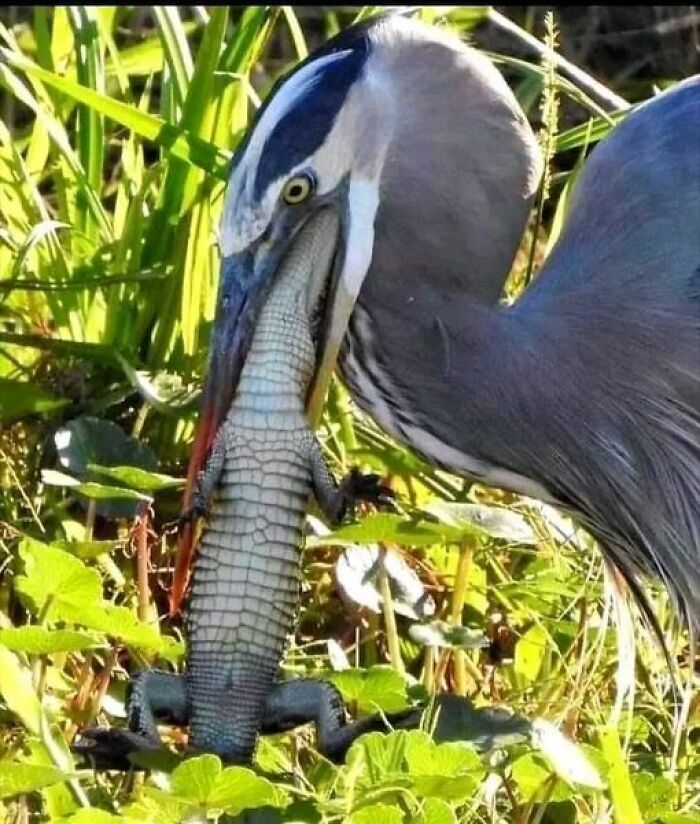 Great Blue Heron Swallowing A Juvenile Alligator 😮