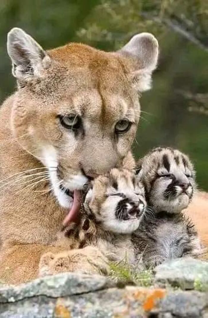 Una madre puma y sus nuevas crías