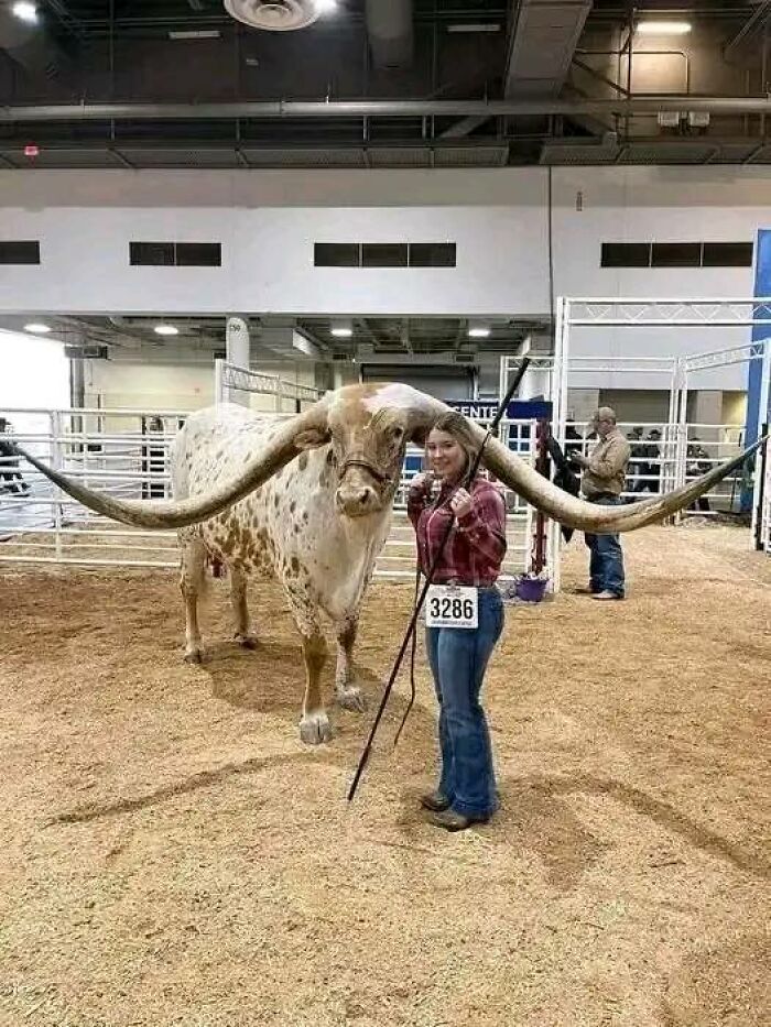 Horns For Miles At The Open Texas Longhorn Show!