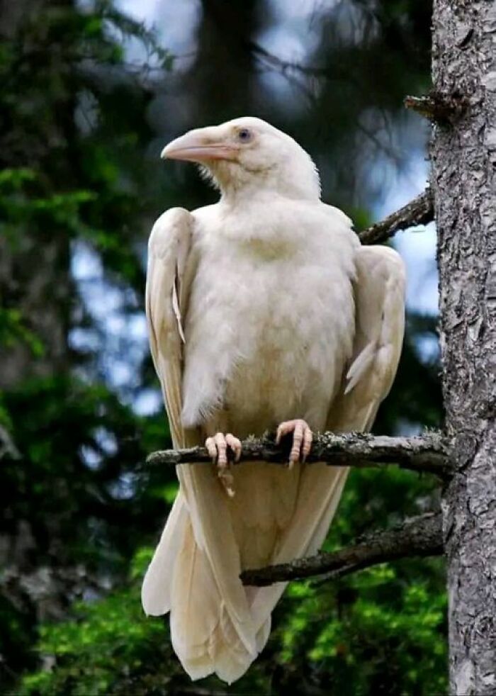 Un cuervo blanco avistado en la playa Qualicum, en la isla de Vancouver, Canadá. Foto: Lisa Bell
