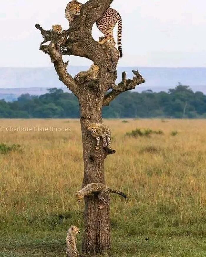 Cheetah Tree 📸: Charlotteclarerhodes