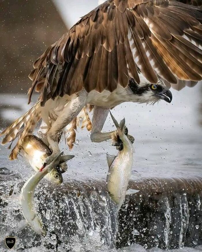 Osprey With A Triple Catch 📷: Razak Photography