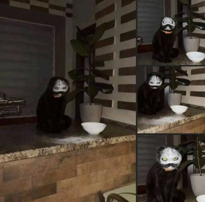 Cat Apparently Got Into The Flour Bowl 😂