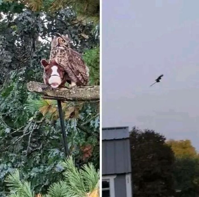 Este búho capturó el caballo de palo de un niño y se lo llevó por la ciudad