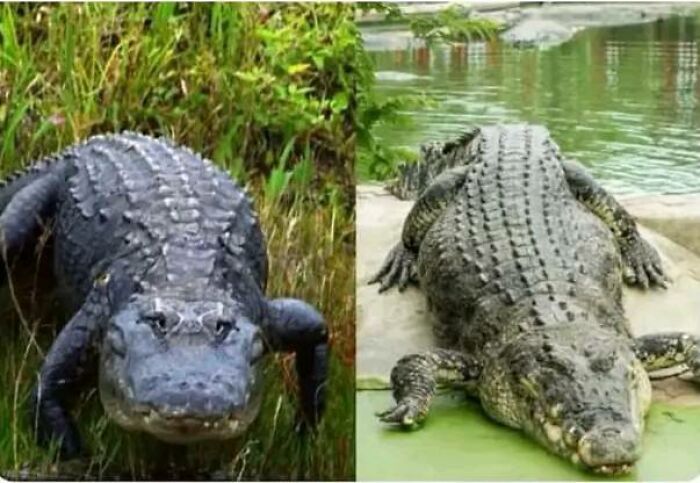 For Those Who Don't Know The Difference Between A Crocodile And An Alligator, The Crocodile Is The One Next To The Alligator