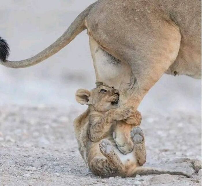 Leoncito colgado de su mamá, por Owenjasonkandume