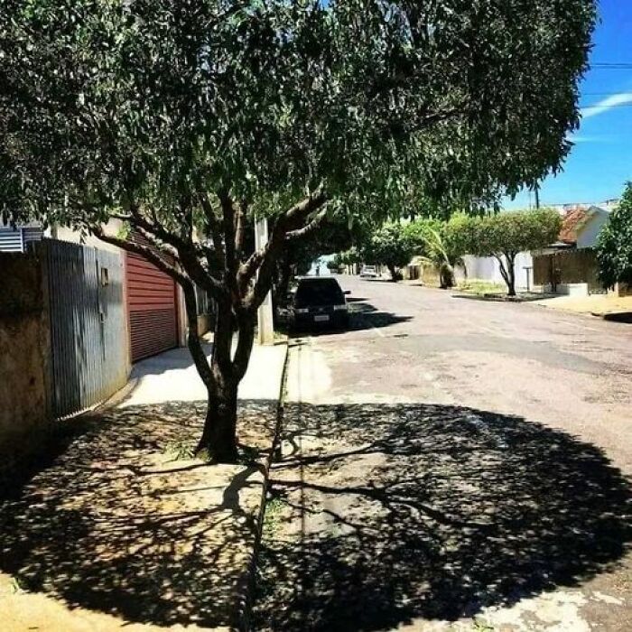 La sombra del árbol es una obra de arte