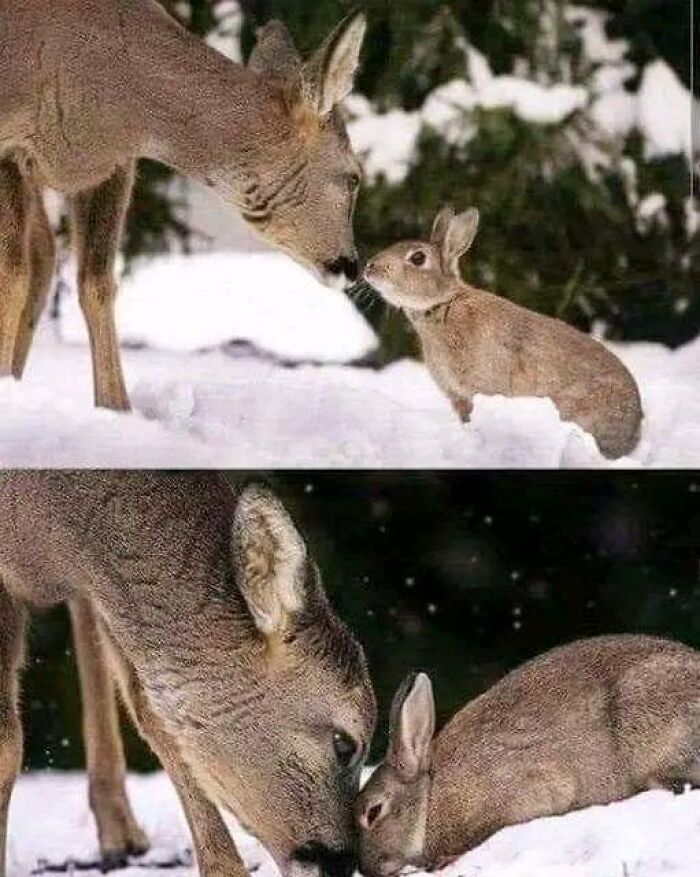 Los encontré, son Tambor y Bambi
