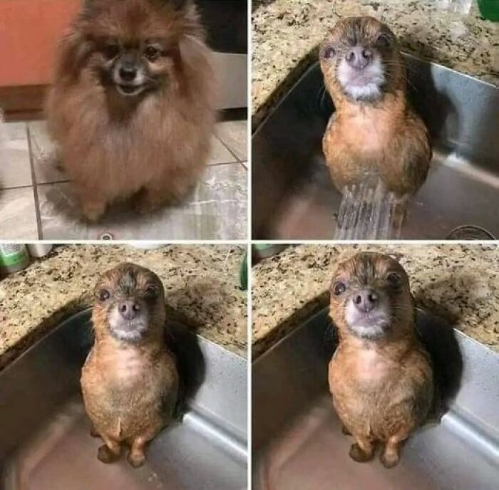 How To Make A Sea Lion At Home 😂