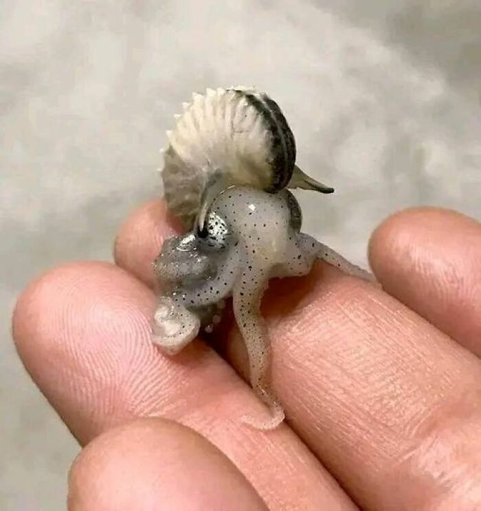 Baby Argonaut Octopus (Paper Nautilus) 📷: Dsilkotch