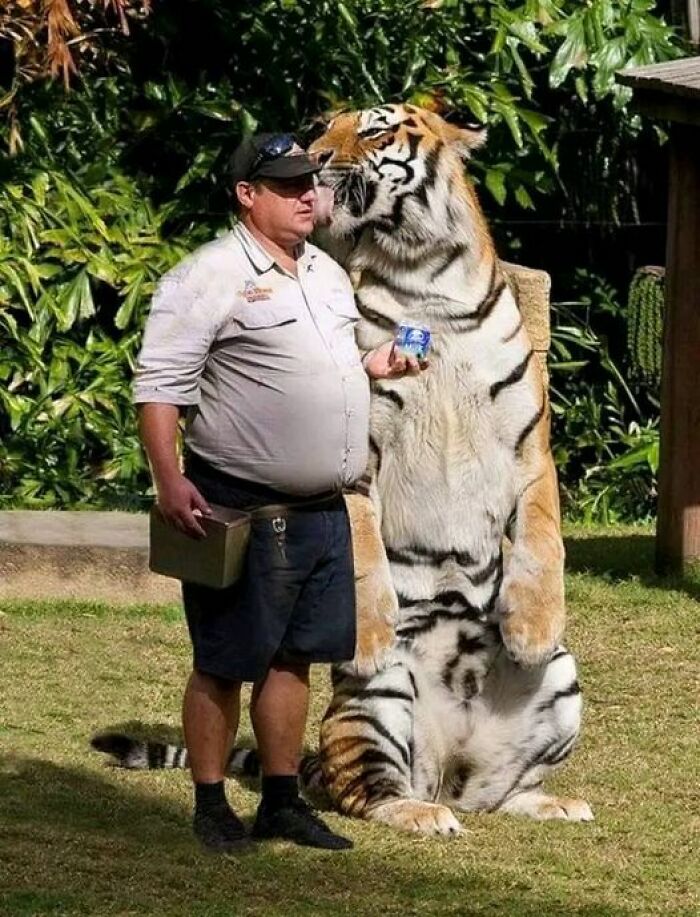 I Never Realized Just How Big Tigers Really Were Until I Saw This Photo 😮