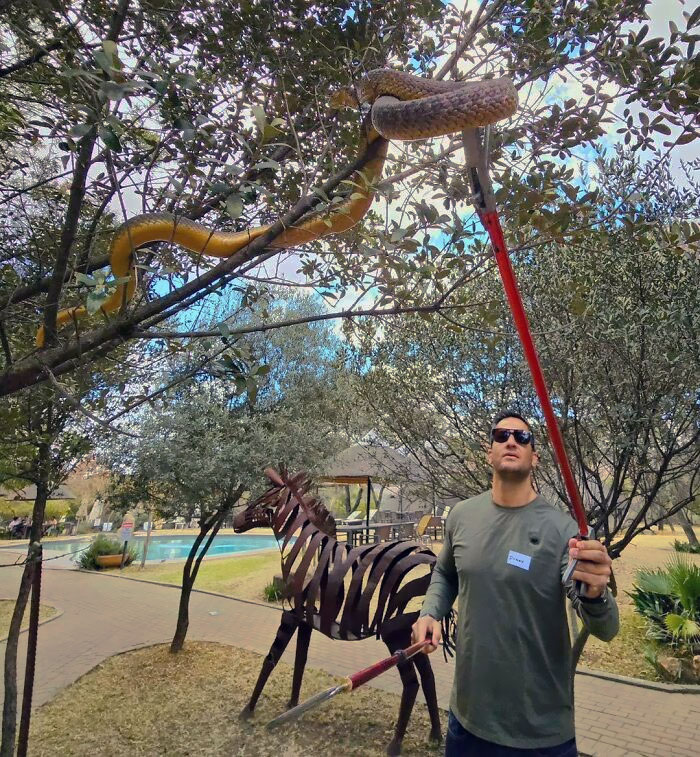 Scenarios During Venomous Snake Handling Bootcamp - Removing A Snouted Cobra From A Tree