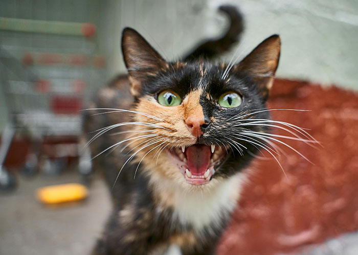 35 People Share What They Will Never Mess With Again