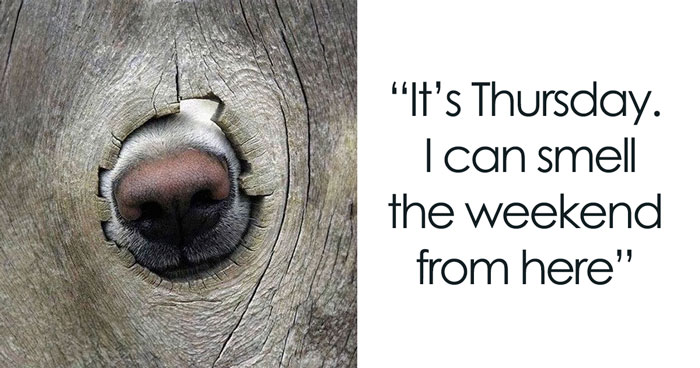 42 Thursday Memes To Get You Excited For The Weekend (New Memes)