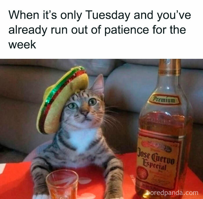 Cat wearing sombrero with tequila bottle and shot glass, capturing a humorous happy Tuesday meme vibe.