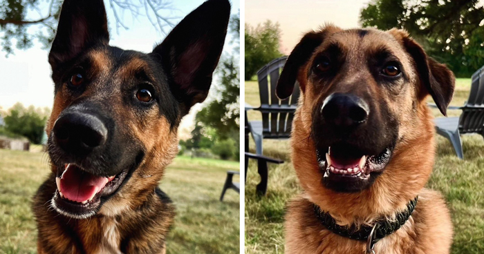 Family Went To Adopt One Dog, Found Out He Has A Best Friend, Decides To Adopt Both