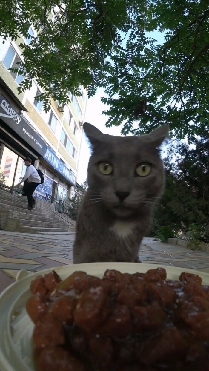 A Man Uses A Drone To Look For Stray Cats And Feed Them (40 Pics + 1 Video)