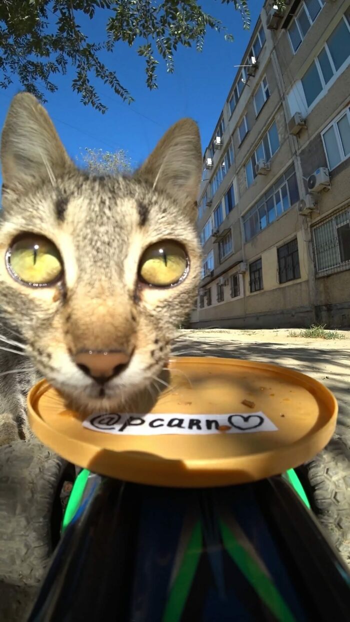 A Man Uses A Drone To Look For Stray Cats And Feed Them (40 Pics + 1 Video)