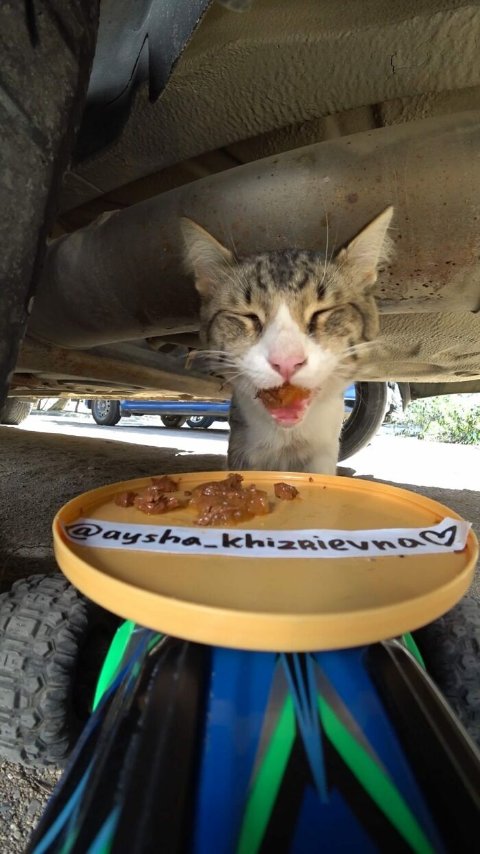 A Man Uses A Drone To Look For Stray Cats And Feed Them (40 Pics + 1 Video)