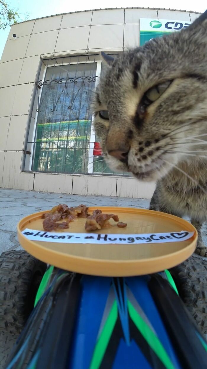 A Man Uses A Drone To Look For Stray Cats And Feed Them (40 Pics + 1 Video)