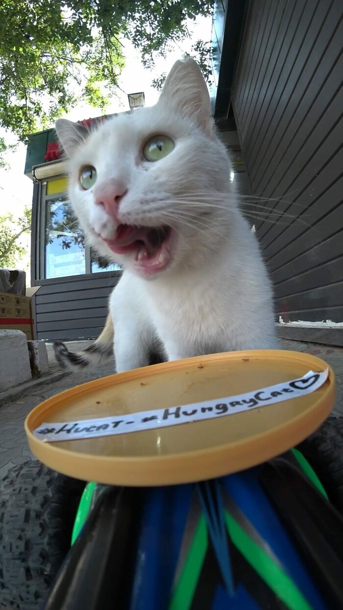 A Man Uses A Drone To Look For Stray Cats And Feed Them (40 Pics + 1 Video)