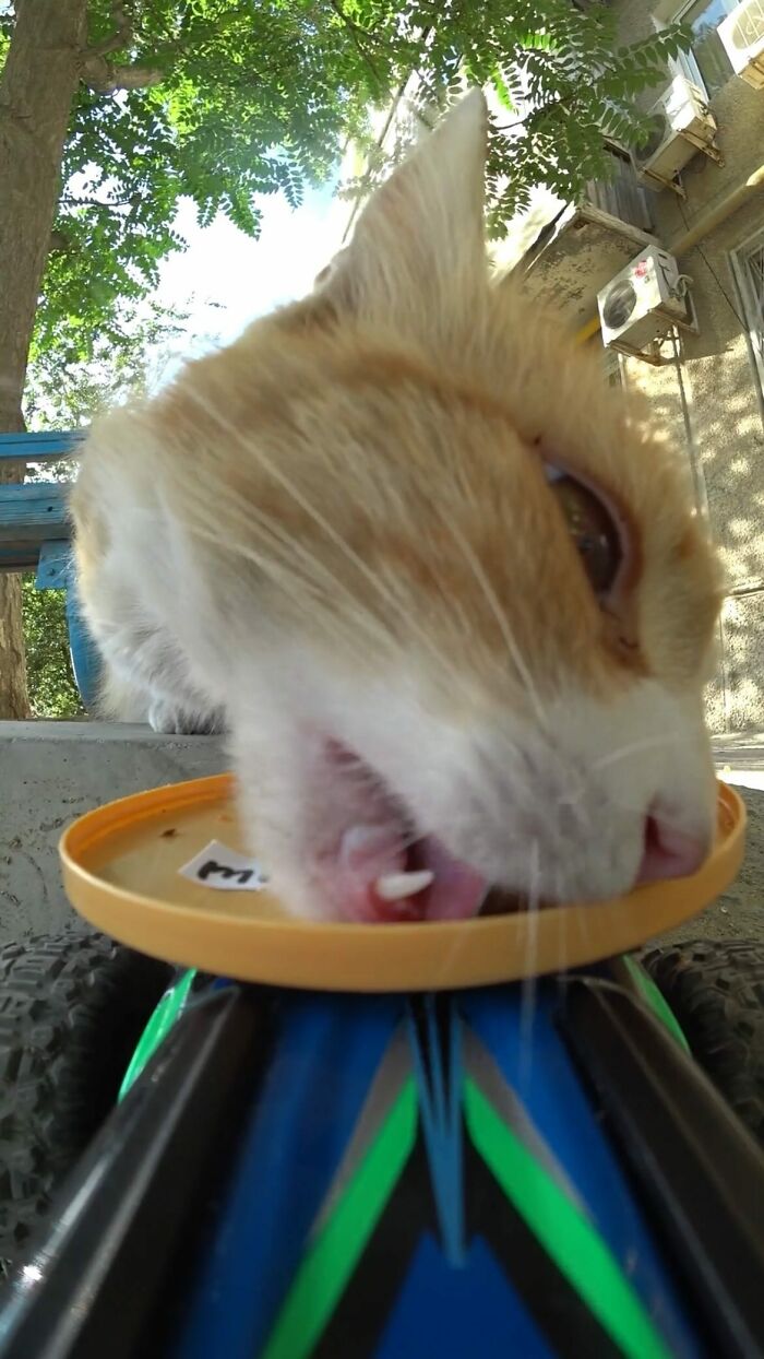 A Man Uses A Drone To Look For Stray Cats And Feed Them (40 Pics + 1 Video)