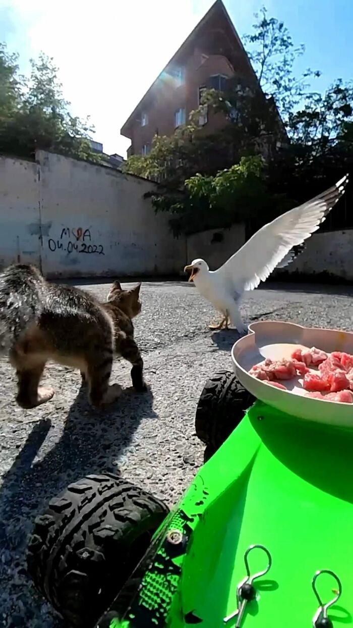 A Man Uses A Drone To Look For Stray Cats And Feed Them (40 Pics + 1 Video)