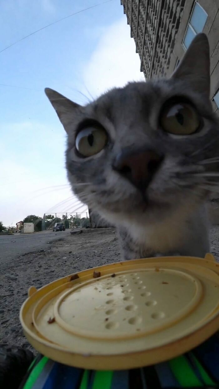 A Man Uses A Drone To Look For Stray Cats And Feed Them (40 Pics + 1 Video)