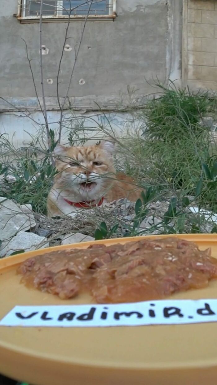 A Man Uses A Drone To Look For Stray Cats And Feed Them (40 Pics + 1 Video)