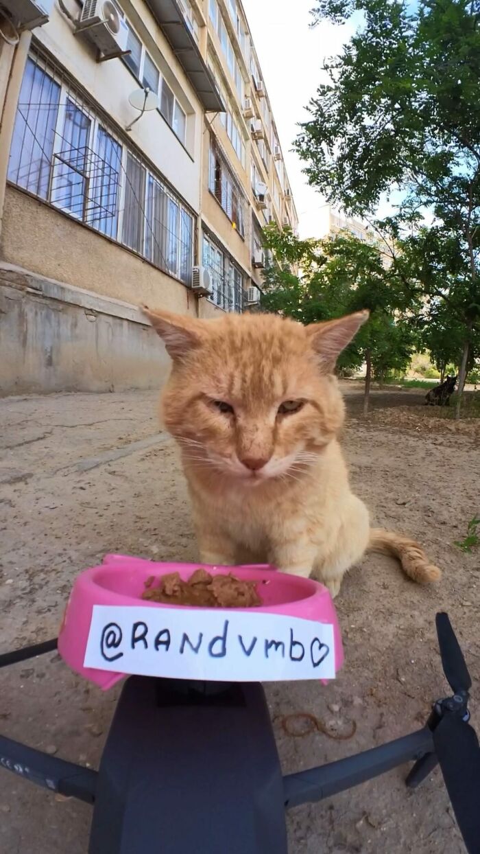A Man Uses A Drone To Look For Stray Cats And Feed Them (40 Pics + 1 Video)