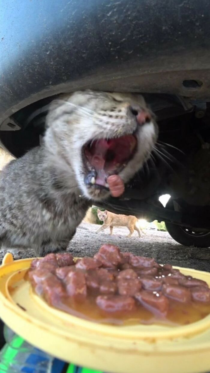 A Man Uses A Drone To Look For Stray Cats And Feed Them (40 Pics + 1 Video)