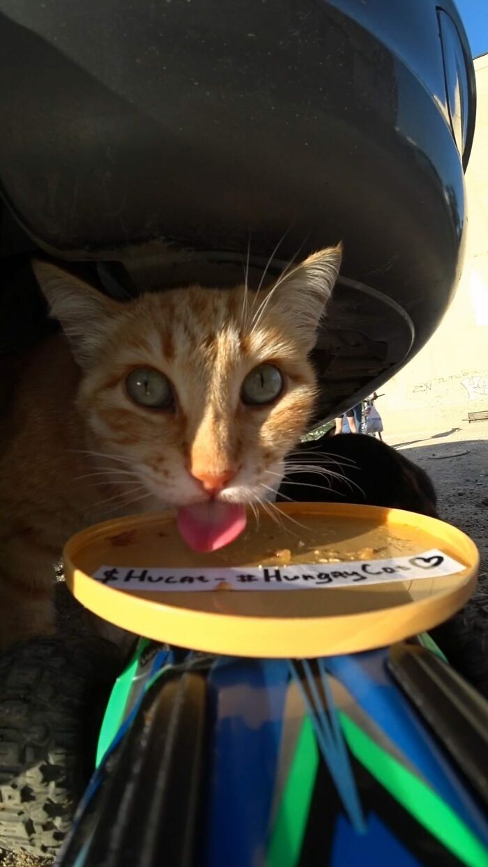 A Man Uses A Drone To Look For Stray Cats And Feed Them (40 Pics + 1 Video)