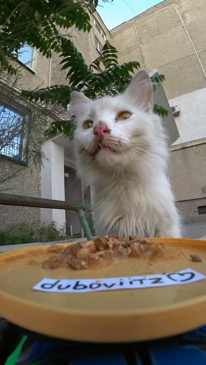 A Man Uses A Drone To Look For Stray Cats And Feed Them (40 Pics + 1 Video)