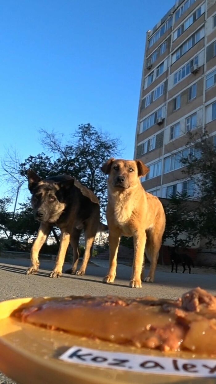 A Man Uses A Drone To Look For Stray Cats And Feed Them (40 Pics + 1 Video)