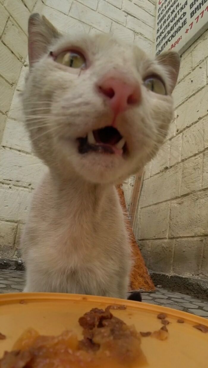 A Man Uses A Drone To Look For Stray Cats And Feed Them (40 Pics + 1 Video)