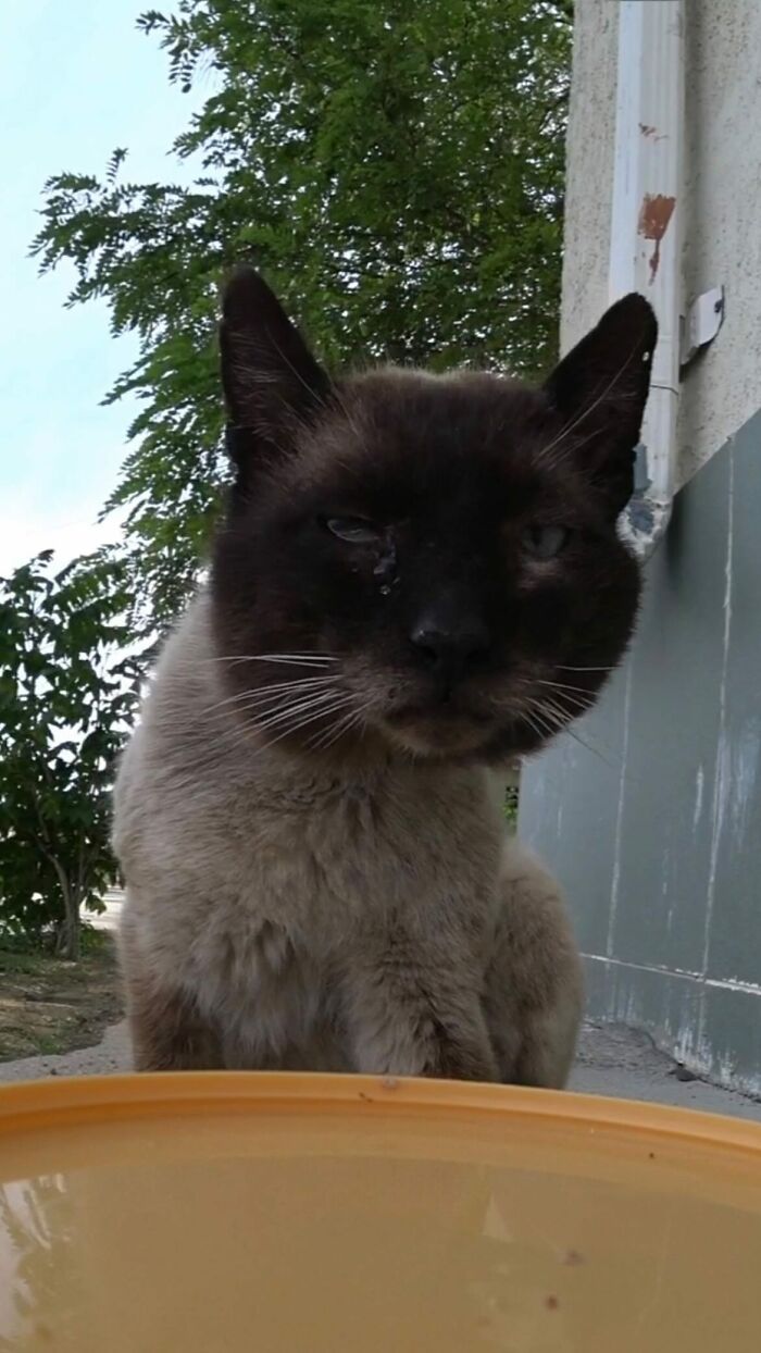 A Man Uses A Drone To Look For Stray Cats And Feed Them (40 Pics + 1 Video)