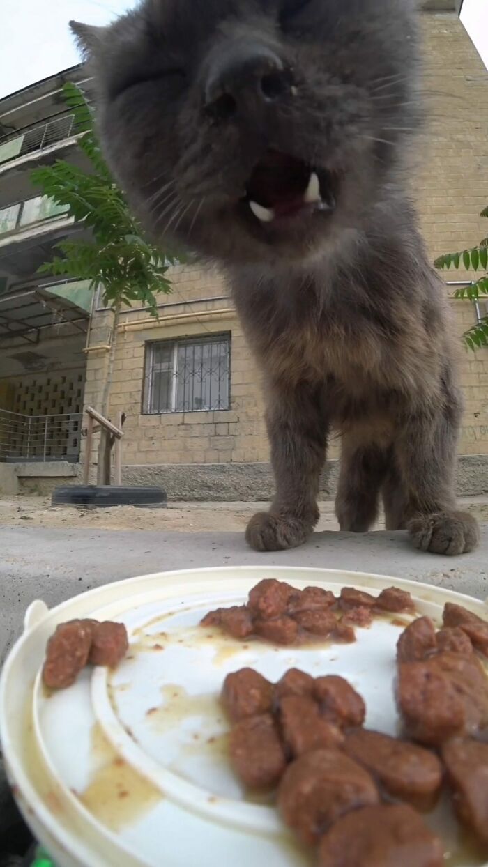 A Man Uses A Drone To Look For Stray Cats And Feed Them (40 Pics + 1 Video)