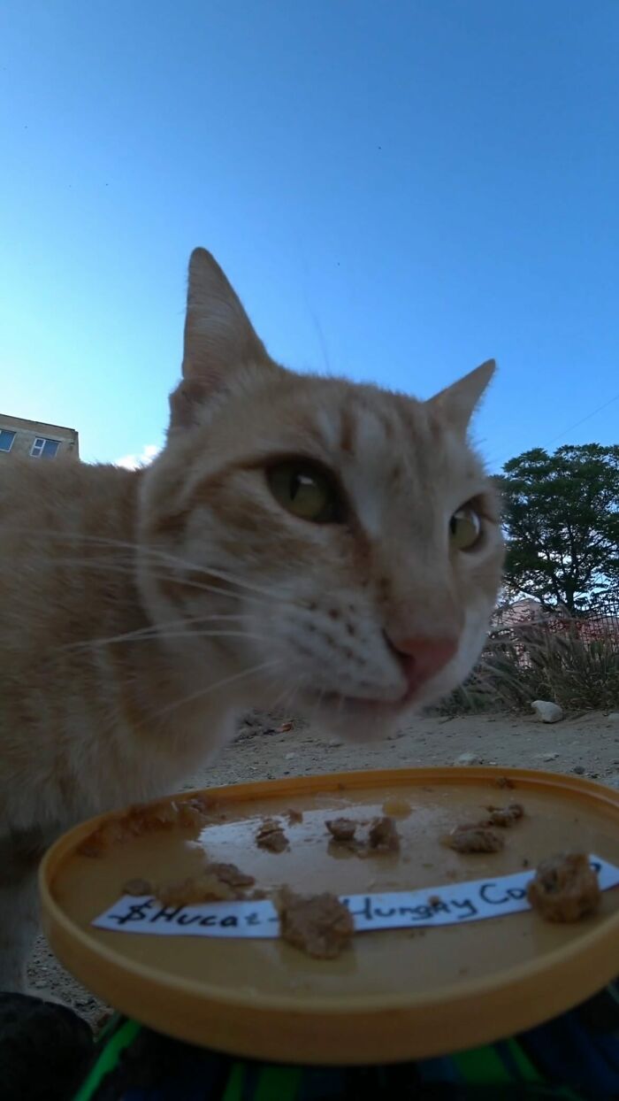 A Man Uses A Drone To Look For Stray Cats And Feed Them (40 Pics + 1 Video)