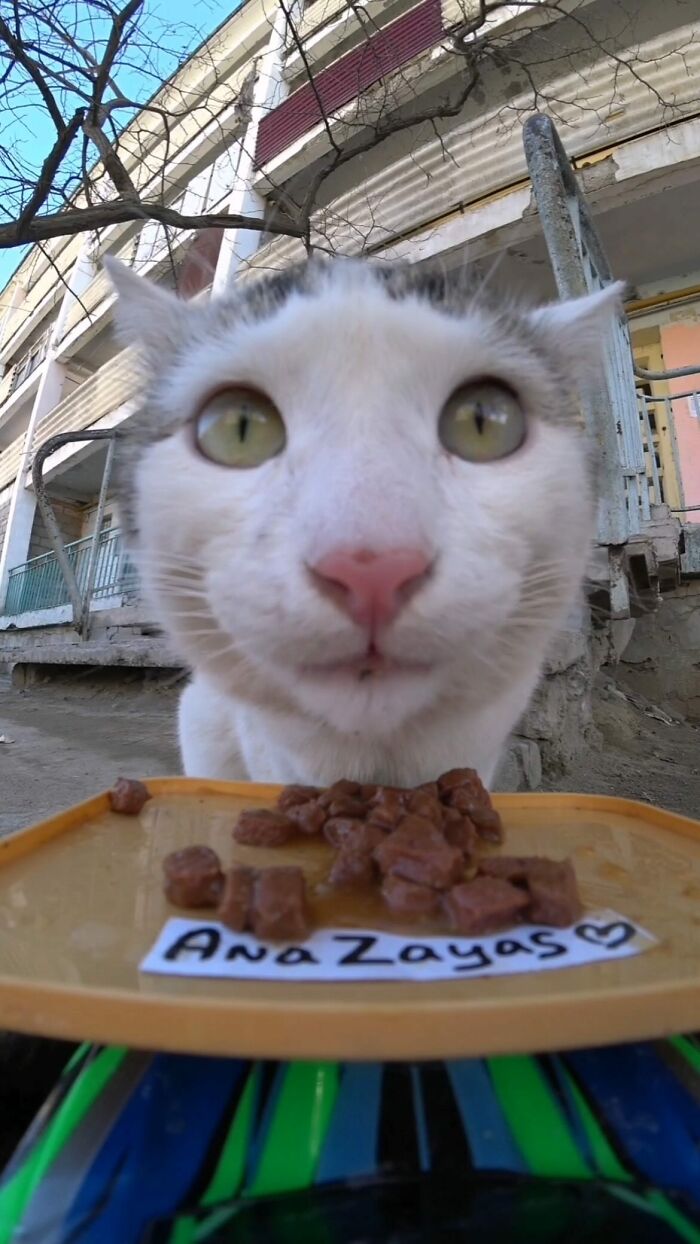 A Man Uses A Drone To Look For Stray Cats And Feed Them (40 Pics + 1 Video)