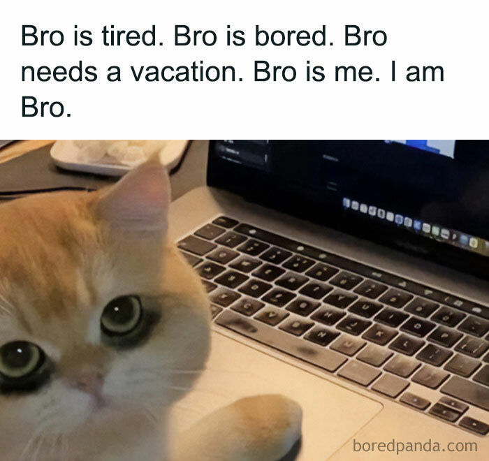 A vacation meme featuring a cute cat sitting in front of a laptop, looking directly at the camera. The text above the image reads, "Bro is tired. Bro is bored. Bro needs a vacation. Bro is me. I am Bro." The meme humorously expresses the feeling of needing a vacation through the cat's expression.