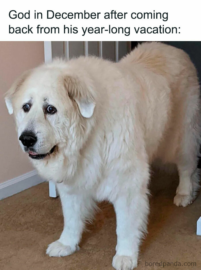 A vacation meme featuring a large, fluffy white dog with a sad expression standing indoors. The text above the image reads, "God in December after coming back from his year-long vacation."