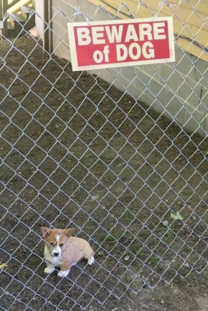 Wholesome-Memes-Blessed-Content