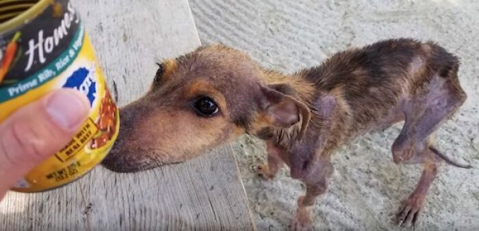 A man offers food to a starving dog on a remote island in Belize.