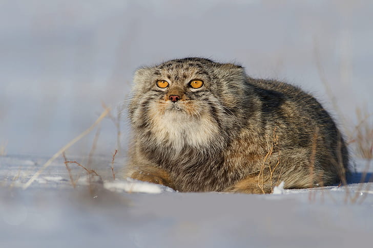 10 Mind-Blowing Pallas’s Cat Facts That Will Leave You Awestruck