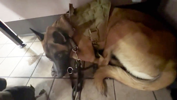 &ldquo;Isn&rsquo;t That Like A $60K Fine?&rdquo;: Customer At Restaurant Is Asked To Leave As He Has Service Dog