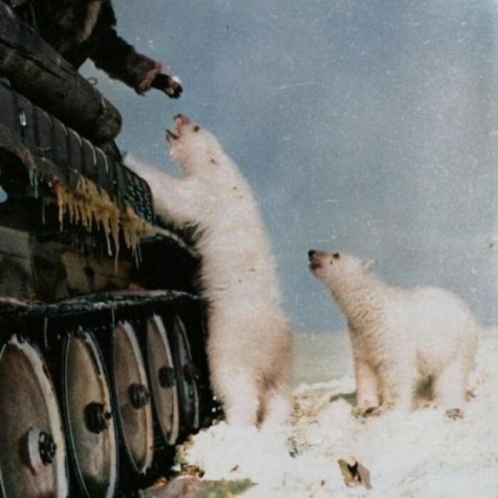The Soldiers Fed The Polar Bears With Condensed Milk Tins. Soviet Union, 1950