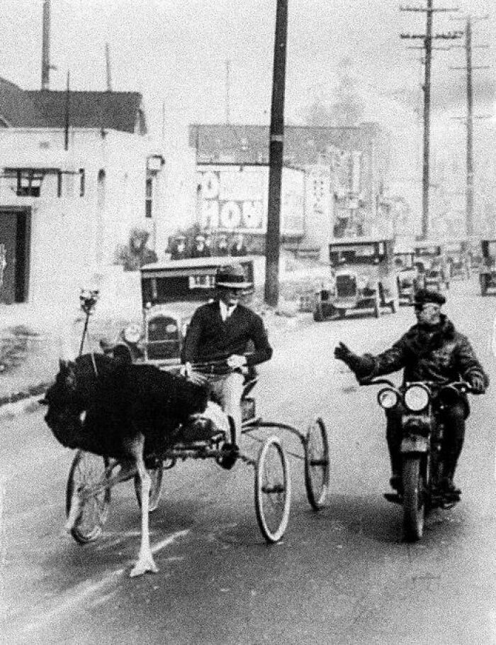 An Ostrich Carriage Being Stopped By The Police For Crossing The Speed Limit, Los Angeles, 1930s