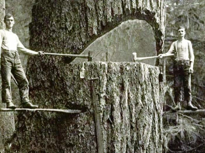 A 1915 Photo Of Lumberjacks Cutting Trees In The Pacific Northwest, USA, Captures The Essence Of The Era's Logging Industry, Highlighting The Challenges And Triumphs Of The People Who Worked In It