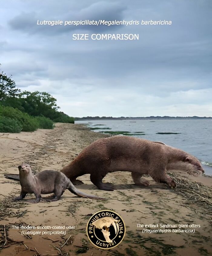 The Modem Smooth-Coated Otter (Lutrogale Perspicillata) And The Extinct Sardinian Giant Otter (Megalenhydris Barbaricina)